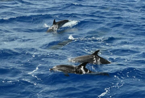 Росприроднадзор объяснил, почему в Черном море часто гибнут дельфины