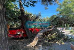 В Анапе маршрутка врезалась в дерево, шесть пассажиров в больнице ВИДЕО