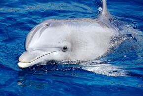 В Черном море туристов сопровождает дельфин-мутант ВИДЕО