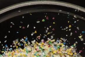 В мясе и молоке ученые обнаружили микропластик