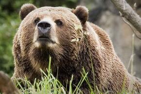В Нацпарке Сочи рассказали, что делать при встрече с медведем