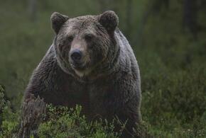 В Сочи медведь напугал туриста, который снимал его на камеру ВИДЕО