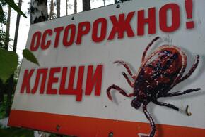 В соседнем с Кубанью регионе 22 человека заболели крымской лихорадкой