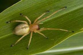 Жители Динского района Кубани заметили опасного паука
