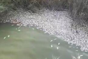 Появилась версия, отчего массово погибла рыба в реке Албаши в Краснодарском крае ВИДЕО