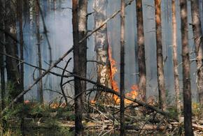 Спасатели предупредили о возможных лесных пожарах на Кубани