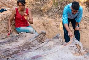 В частном дворе нашли скелет 25-метрового зауропода
