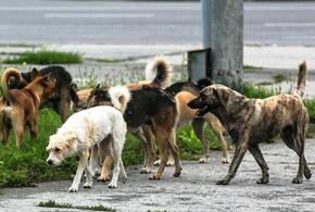 В Краснодаре три огромные стаи собак терроризируют микрорайон ВИДЕО