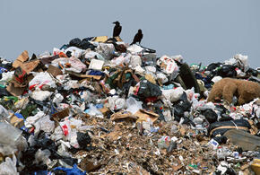 Власти Кубани нарушили сроки подготовки концепции по мусорной реформе
