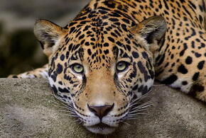 За сочинскими леопардами в горах Осетии следят с помощью GPS