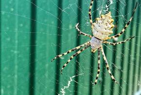Житель Краснодарского края встретил паука-патиссона, его укус  парализует 