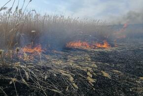Пожар в плавнях в Приморско-Ахтарском районе Кубани охватил уже 250 квадратных метров