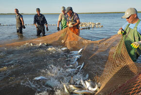 В Краснодарском крае объем вылова морской рыбы снизился на треть