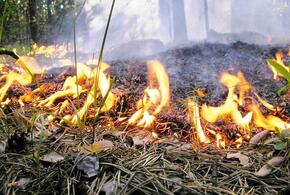 В Лермонтово масштабный лесной пожар тушат 9 человек