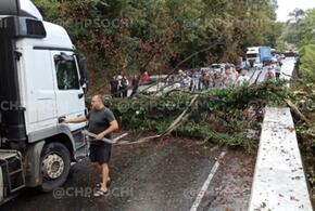 В Сочи на дорогу упало дерево и парализовало движение 