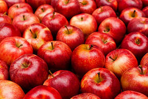 Аграрии Кубани рассказали, почему в регионе вырастили меньше яблок