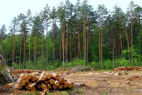 На Кубани в природном парке «Маркотх» не досчитались деревьев на 30 миллионов рублей 