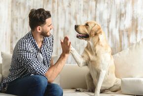 Работу мозга человека улучшает общение с собаками