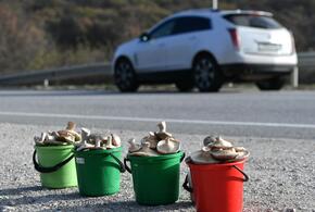 В Новороссийске штрафуют продавцов грибов на автотрассах