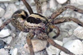  В Сочи  обнаружили паука-волка с детьми на спине
