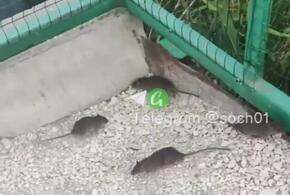 Жители Сочи пожаловались на полчища крыс в парке