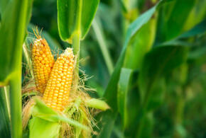 Жителям Кубани за кражу кукурузы грозит до шести лет