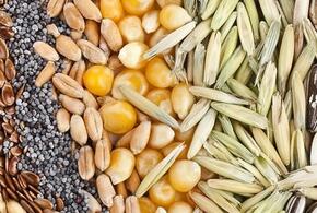 Кубань продолжает зависеть от импортных семян