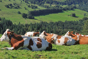 На Кубани жителям Тбилисского района отказали в земле для выпаса скота