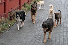Расследование нападения собак на школьницу в Краснодаре взял на контроль Бастрыкин