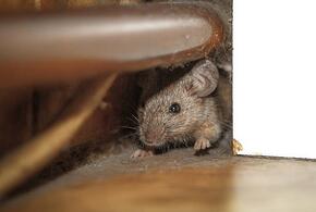 Соцсети сообщили о крысах в детской зоне Новороссийска