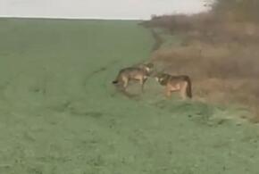 В Ейском районе Кубани заметили  стаю волков