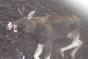 В Кавказском районе Кубани нашли мертвого лося