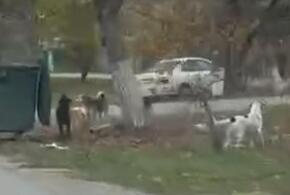 В Крымске на маму со школьницей набросилась стая собак