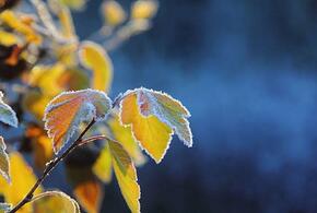 В ночь на 16 ноября в Краснодаре ударит первый мороз