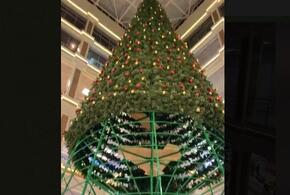 В Новороссийске уже устанавливают новогоднюю елку