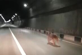 В Сочи медведь заблудился в тоннеле