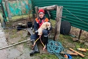 На Кубани спасатели вытащили из 9-метрового колодца собаку
