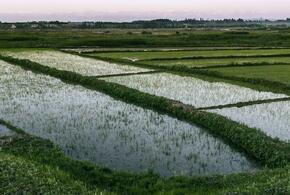 На Кубани выкупили имущество обанкротившегося производителя риса