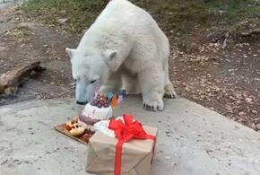 Торт из фарша, сала и меда подготовили для белых медведей в Геленджике
