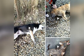 В Краснодаре нашли полдесятка отравленных собак