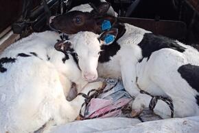 Житель Кубани перевозил в легковушке двух бычков