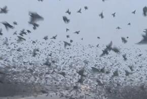 Пернатое нашествие: около Темрюка тысячи птиц оккупировали трассу