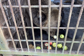 В сафари-парке Сочи с замученными животными остался только цирковой медведь