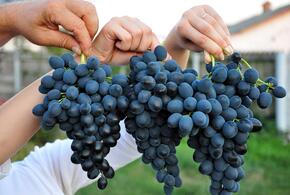 Захотелось витаминов: житель Кубани украл полторы тонны винограда