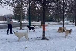 Жителей Юбилейного в Краснодаре пугает стая агрессивных собак