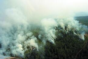 На Кубани за пожарами в лесах будут следить с помощью умного видеонаблюдения