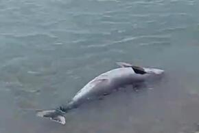 В Геленджике на берег выбросило мертвого дельфина со следами издевательств