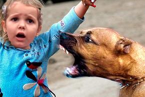 На Кубани бездомная собака покусала лицо 6-летней девочки