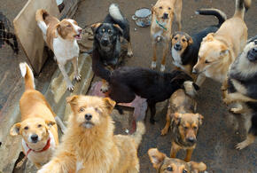 На Кубани запретят подкармливать бездомных собак