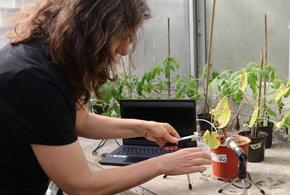 Ученые записали «крик» засыхающего помидора и раненного кактуса